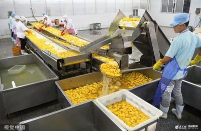 實拍棗莊罐頭加工車間 水果“變臉”走出國門
