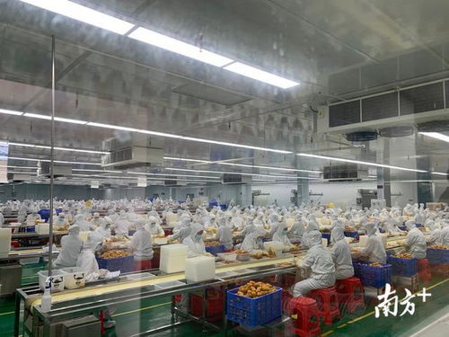 深圳新跨越丨爆買90億扶貧產品，深圳消費扶貧有“四好”標準，水果類表現亮眼