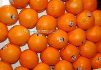 鮮果秀 深圳新鮮水果與禮品供應(yīng)指南