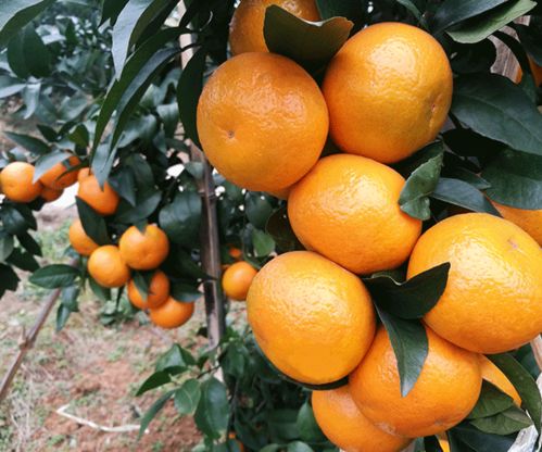 探訪湖南千思農(nóng)林 世紀(jì)紅美國糖橘苗種植基地高清圖賞